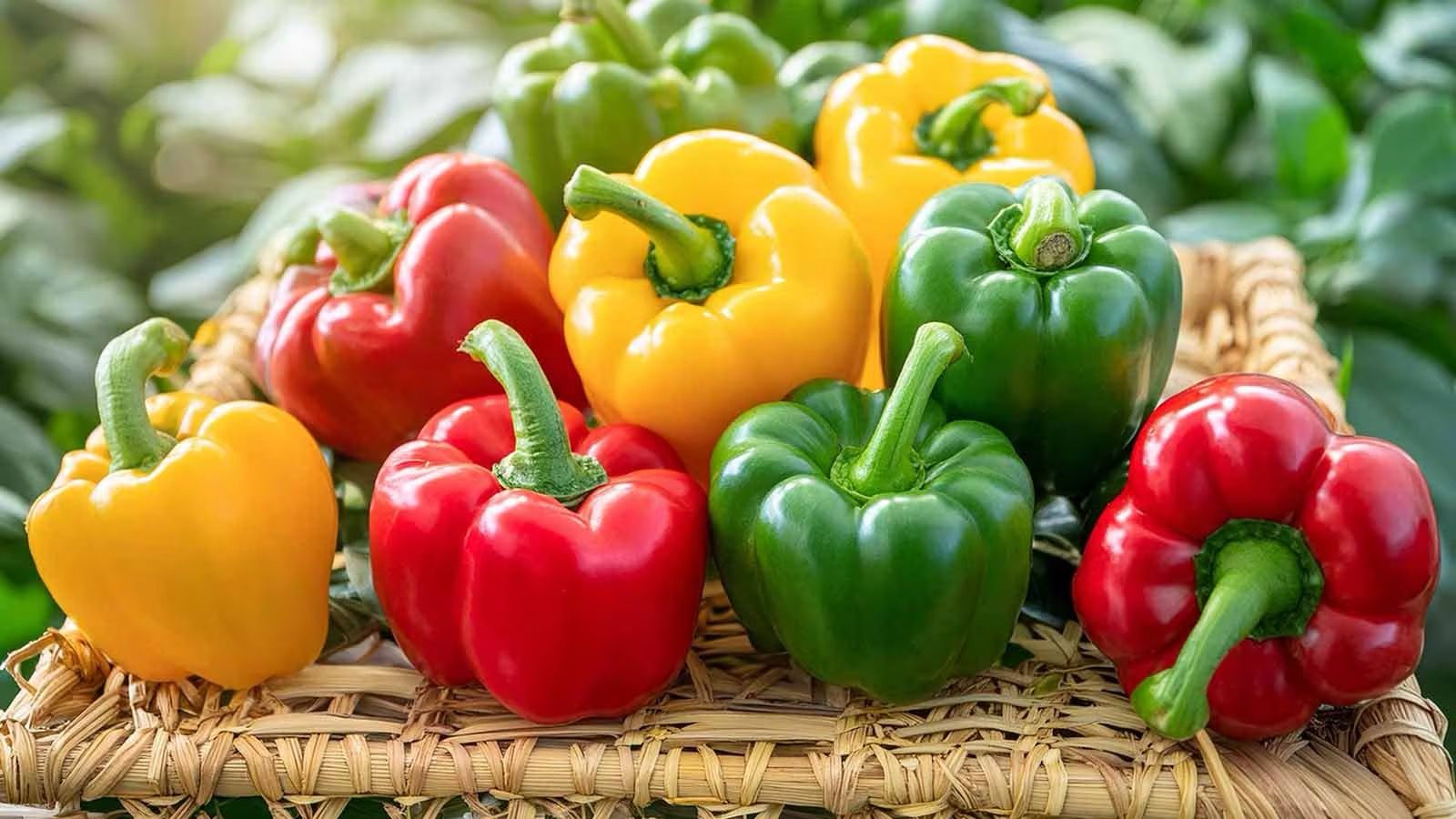 Bell Peppers_0