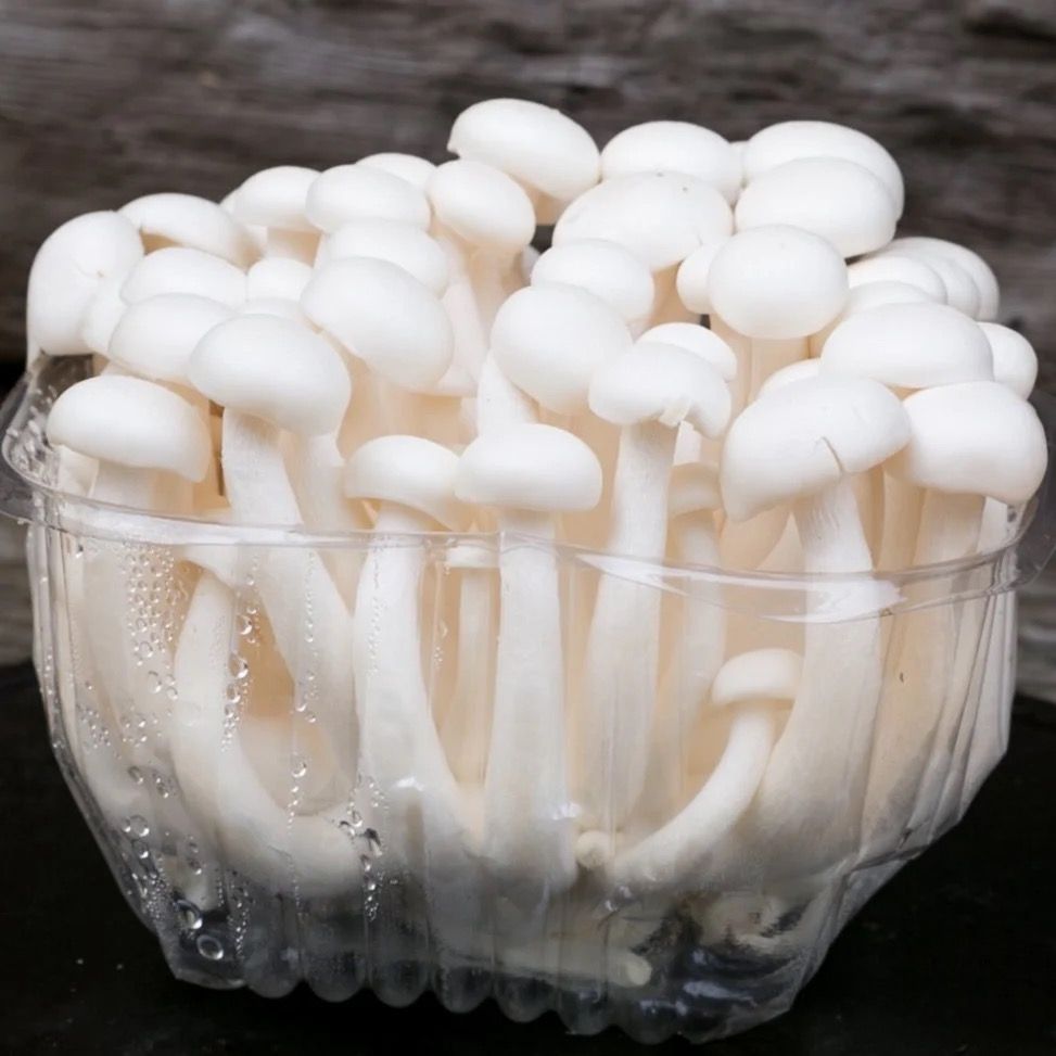 White beech mushroom _0