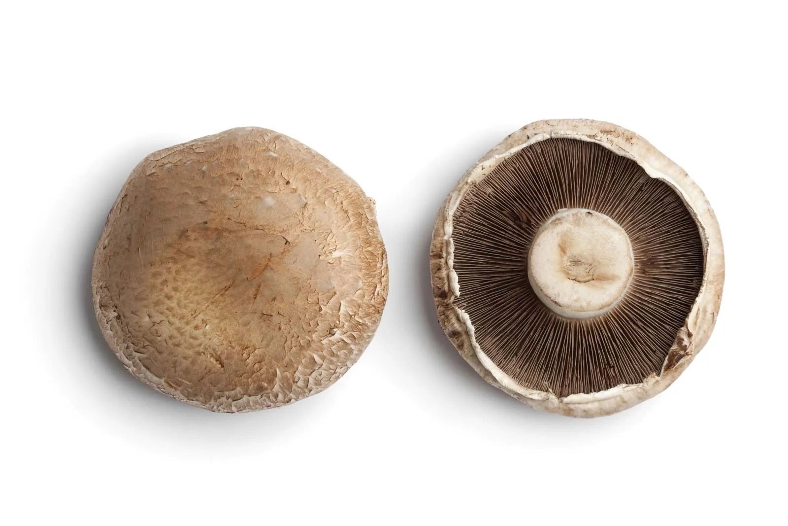 Portabella Mushroom _0