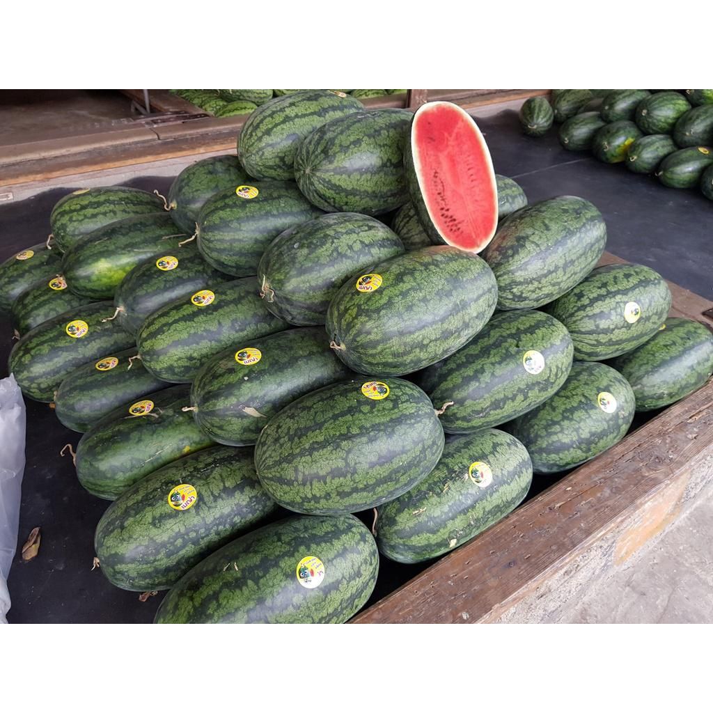 Watermelon, Torpedo_2