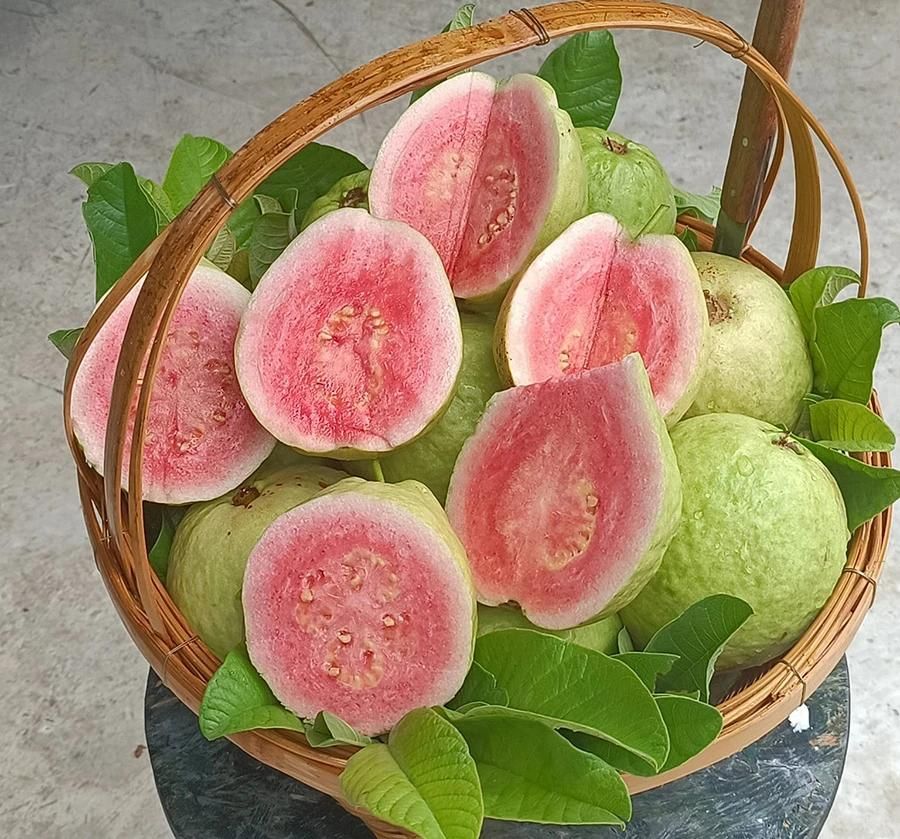Guava (Red)_1