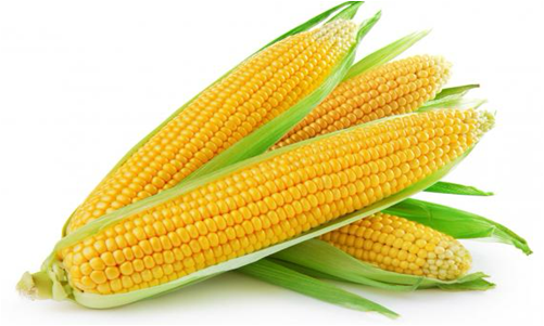 Thai Premium Sweet Corn (Yellow), 2 pcs_1