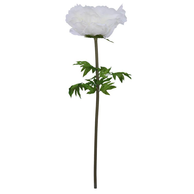 CREAM PEONY STEM 140CM HIGH 55CM DIAMETER_1