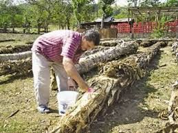 Coffee Experience Tour in Hojancha, plus a visit to Collera Nambi and the Colonial Church in Nicoya. _12