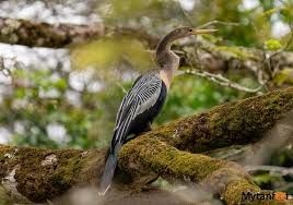 Caño Negro Boat Tour_4