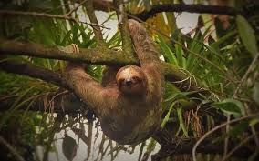 Caño Negro Boat Tour_7