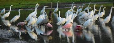 Caño Negro Boat Tour_12