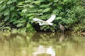 Caño Negro Boat Tour_11