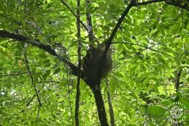 Rio Celeste and Tenorio Volcano National Park Tour_7