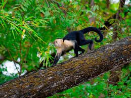 Palo Verde National Park, Boat Tour 🛥️🐊_12