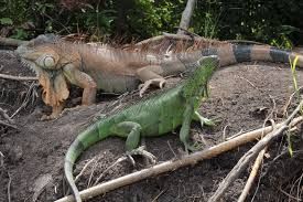 Palo Verde National Park, Boat Tour 🛥️🐊_14