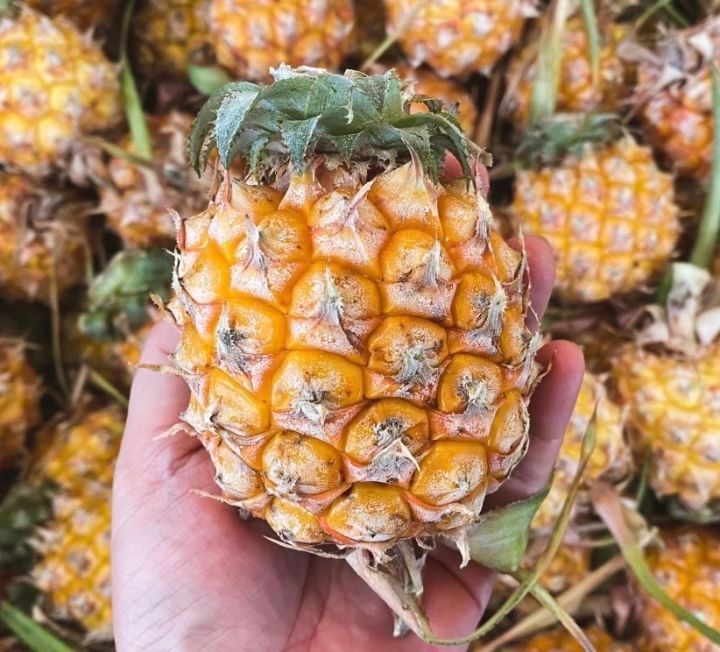 Phu Lae Pineapple _2