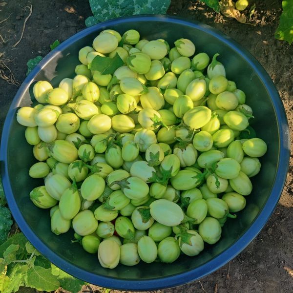 Local Eggs plants/25Bag_0