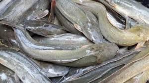 ត្រីអន្តែង_0