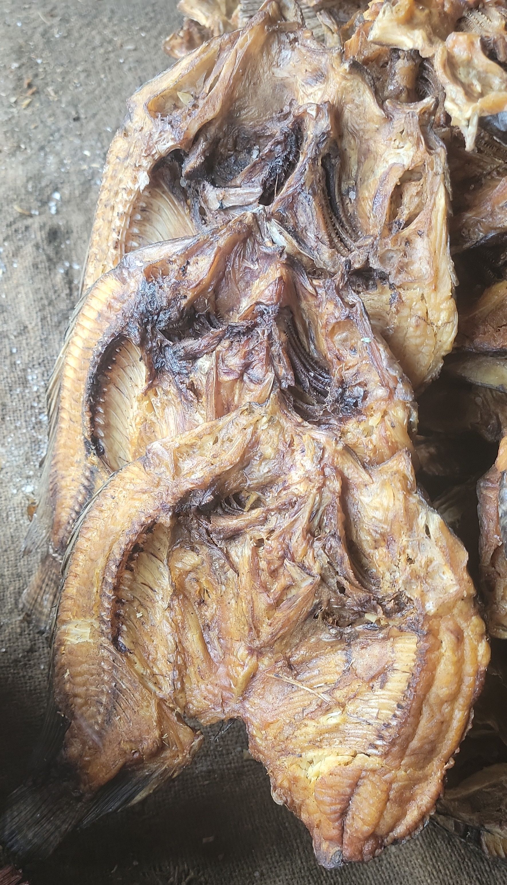 Dry Luangwa Bream (Large)_0