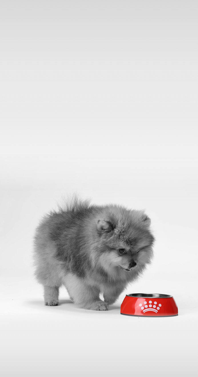 Royal Canin - Golden Retriever Adult_0