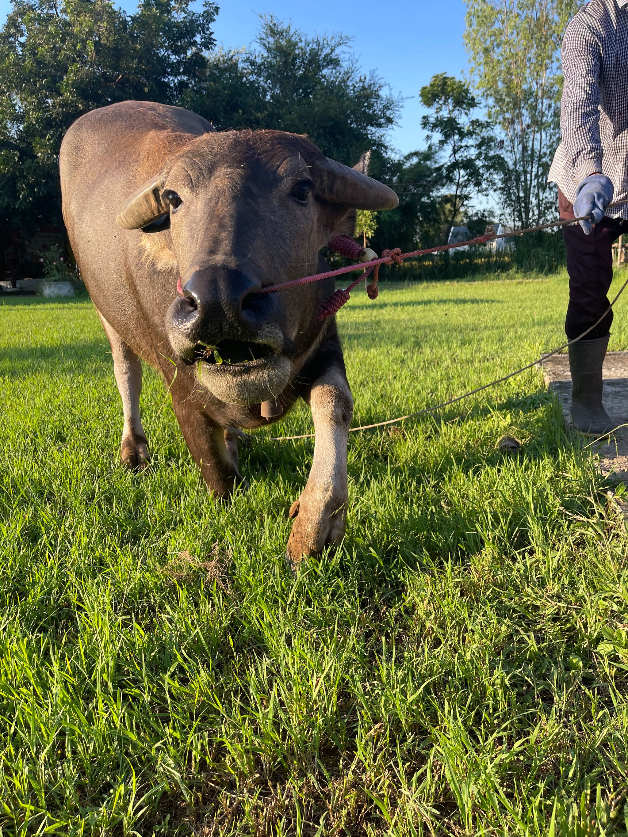 💙药师诞大放生💙🐂赎牛大放生🐂_2