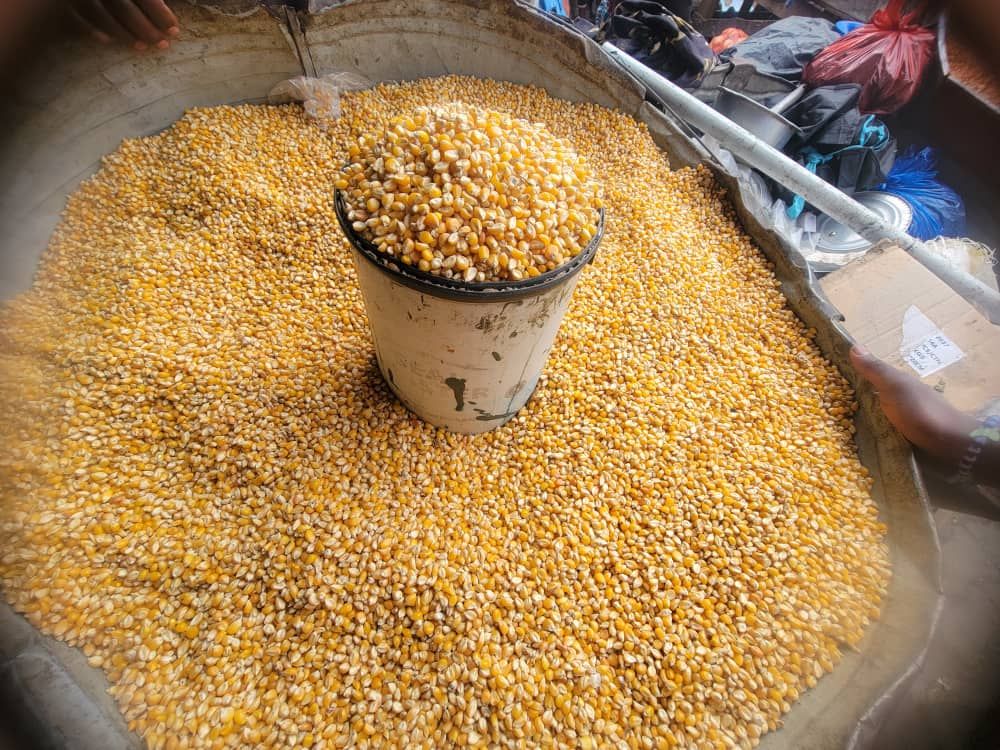 Popcorn Maize - Yellow _0