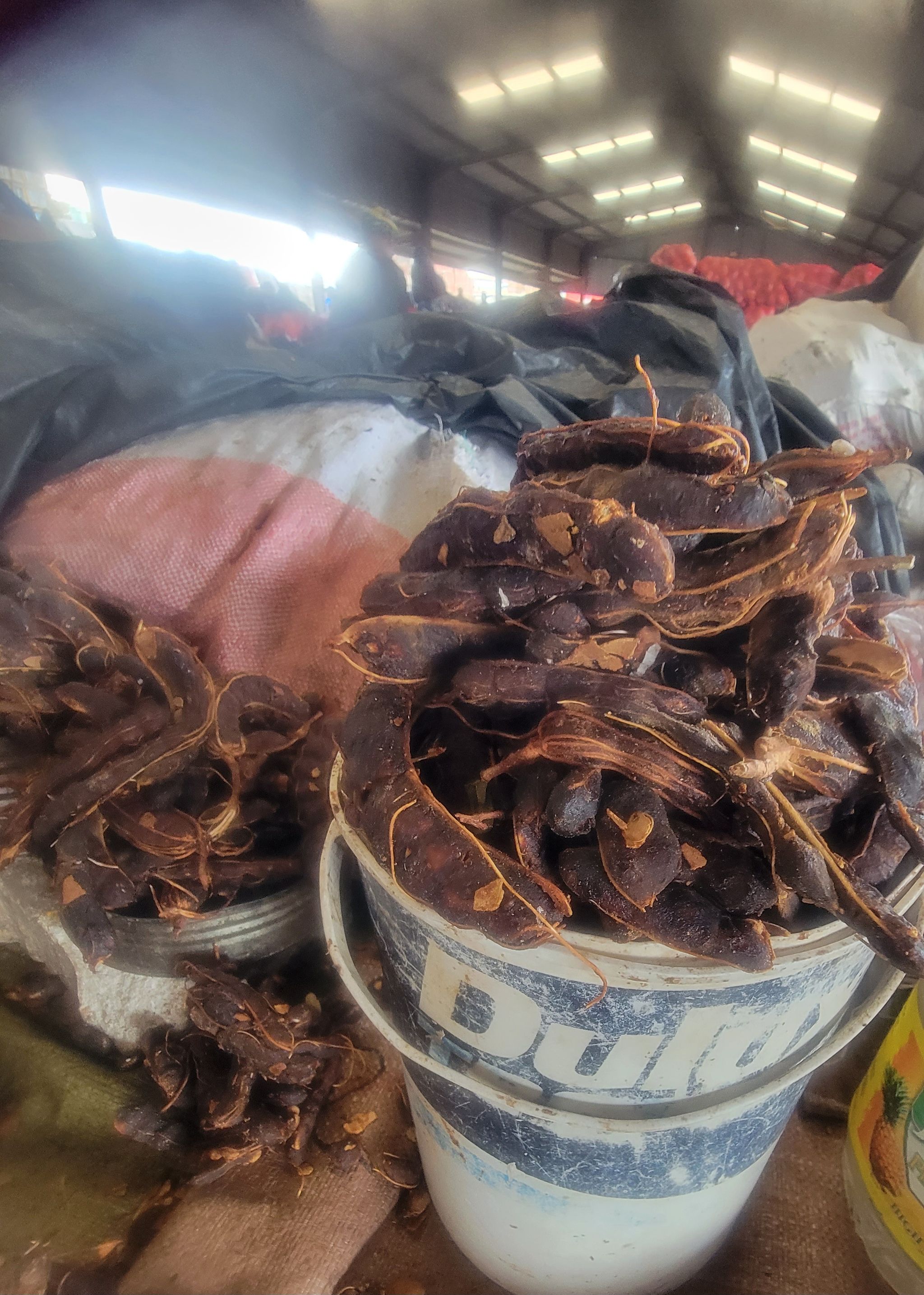 Tamarind/ Kawawasha_0