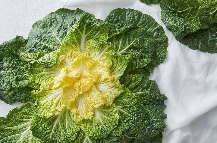 봄동 Bomdong (Spring Cabbage)_1