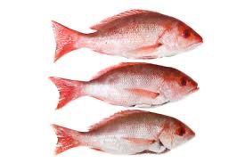 Red Snapper_0