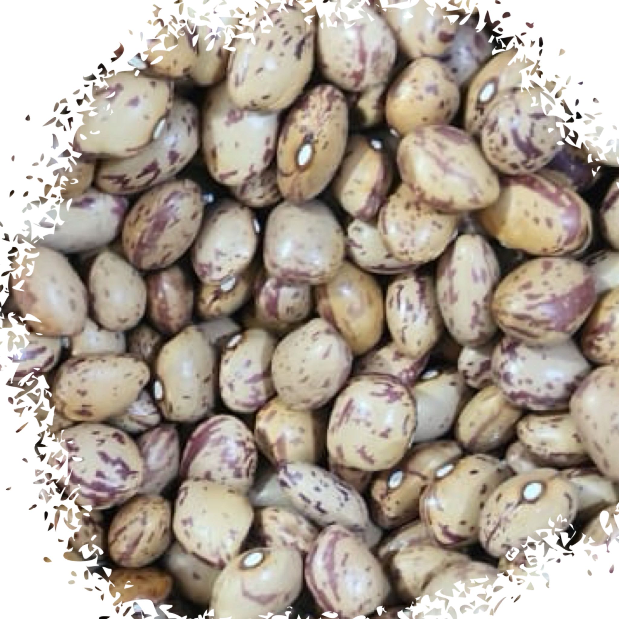 Red beans فاصوليه حمرا_0