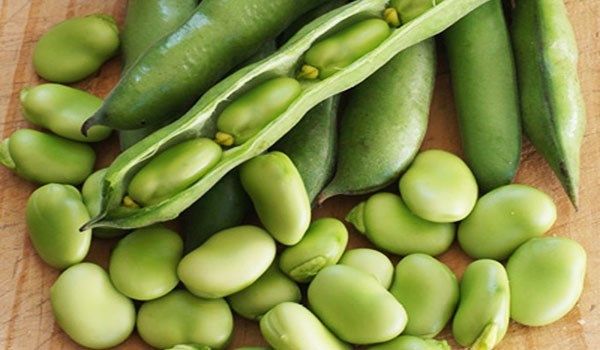  باقلاء ناعمه_0