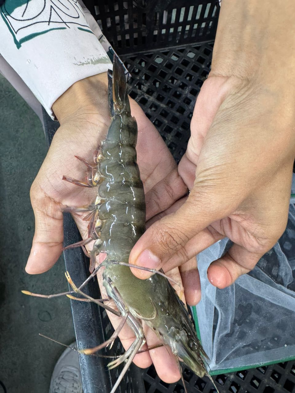 【FRESH LIVE】Udang Luat_1