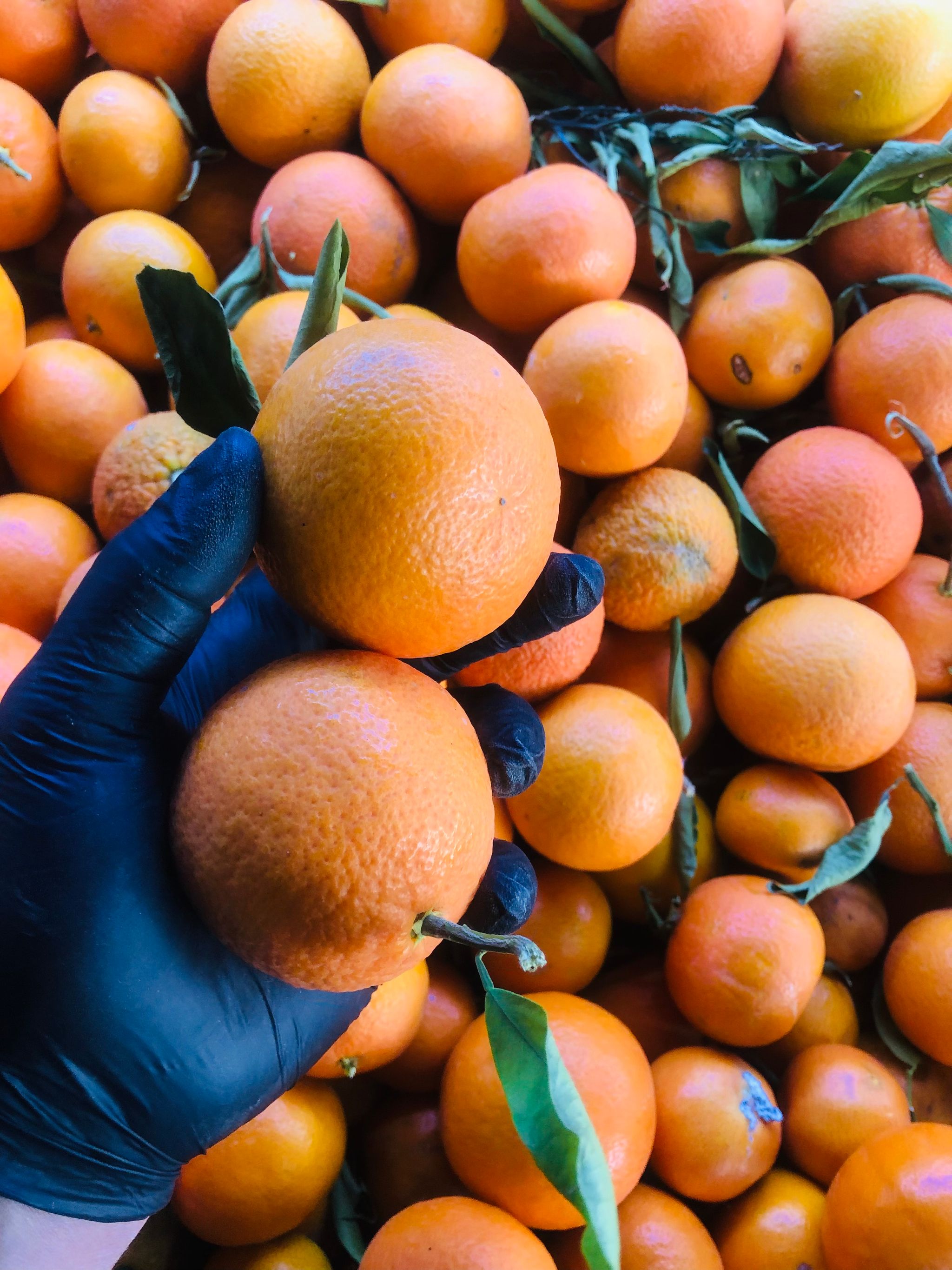 لالنكي عراقي_0