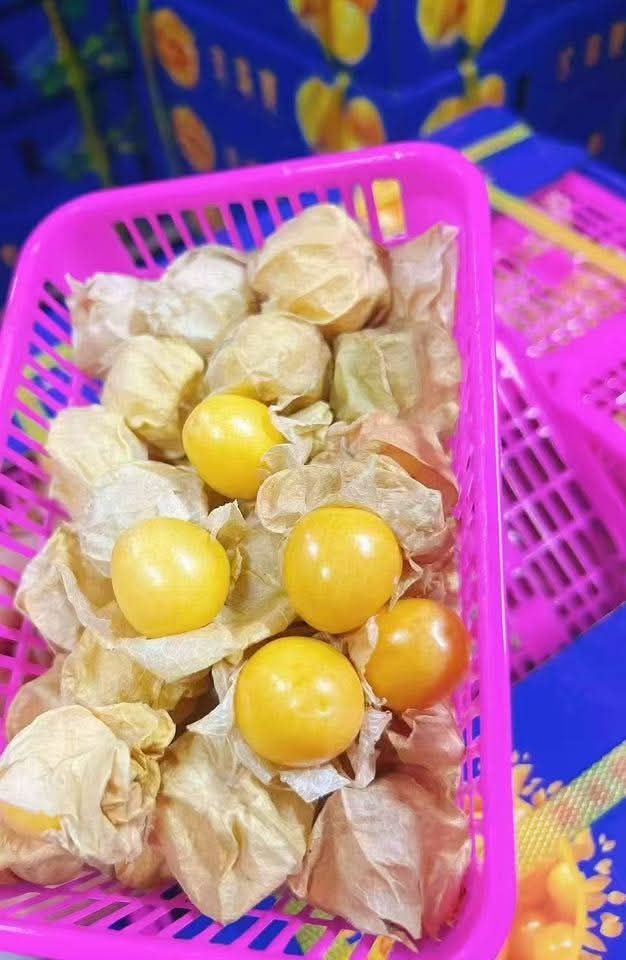 Girl Fruit / Gooseberry (By the Box) _3