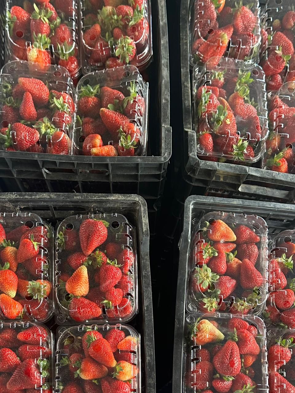 Frutilla de la Zona Kg._1