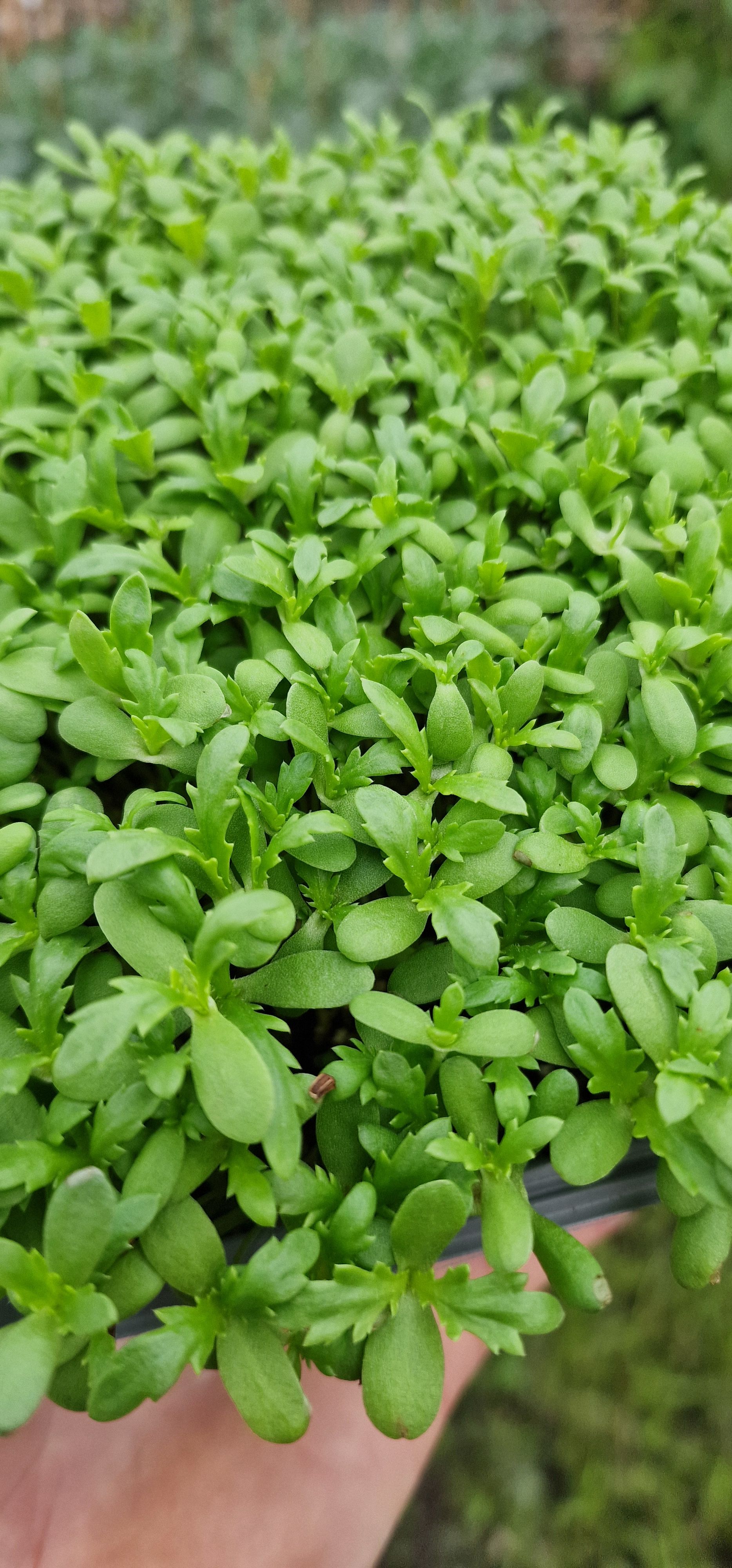 Chrysanthemum Babyleaf_1