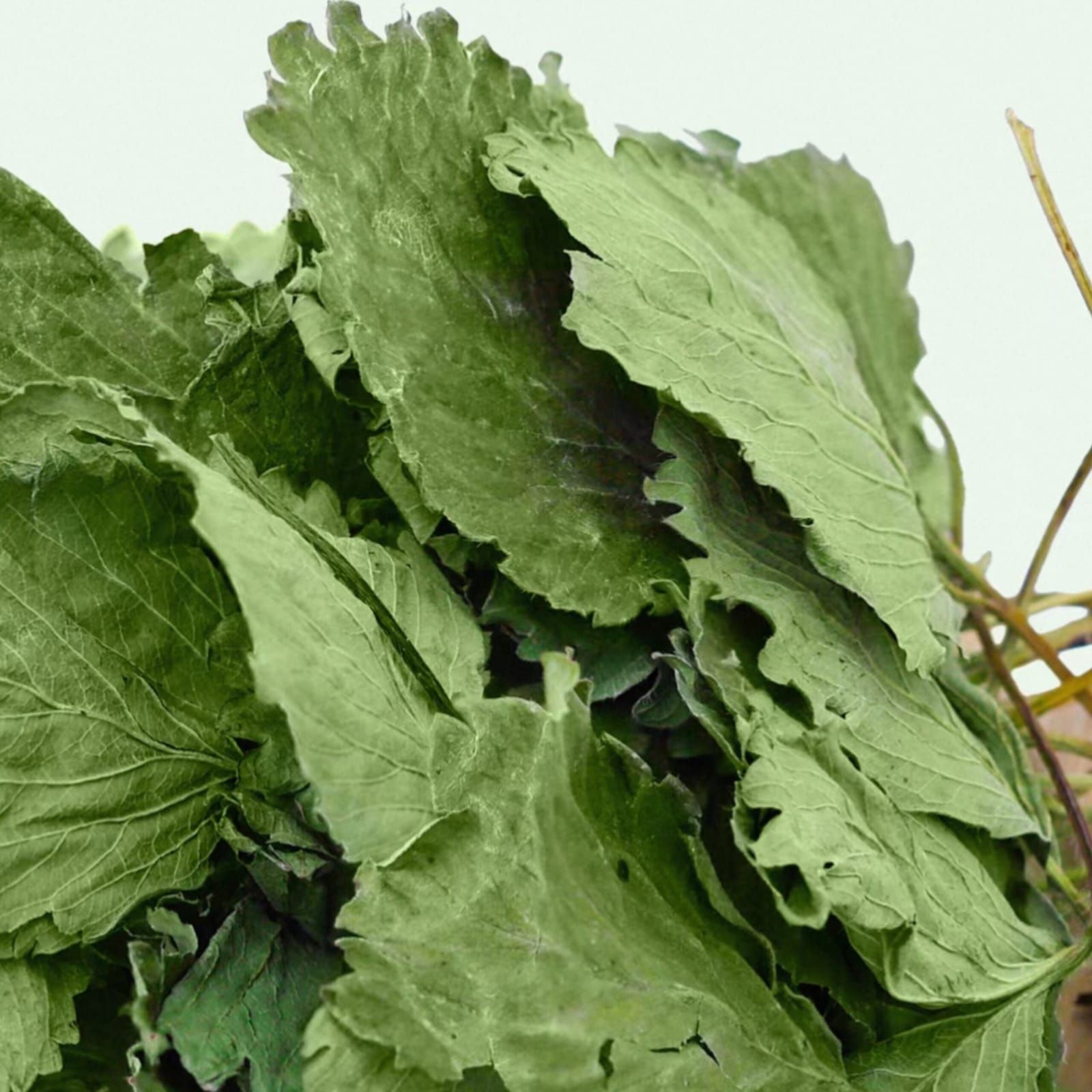 1 For 1 Special Bundle! Premium Strawberry Leaves For Rabbits & Small Animals (35g + 35g) _2