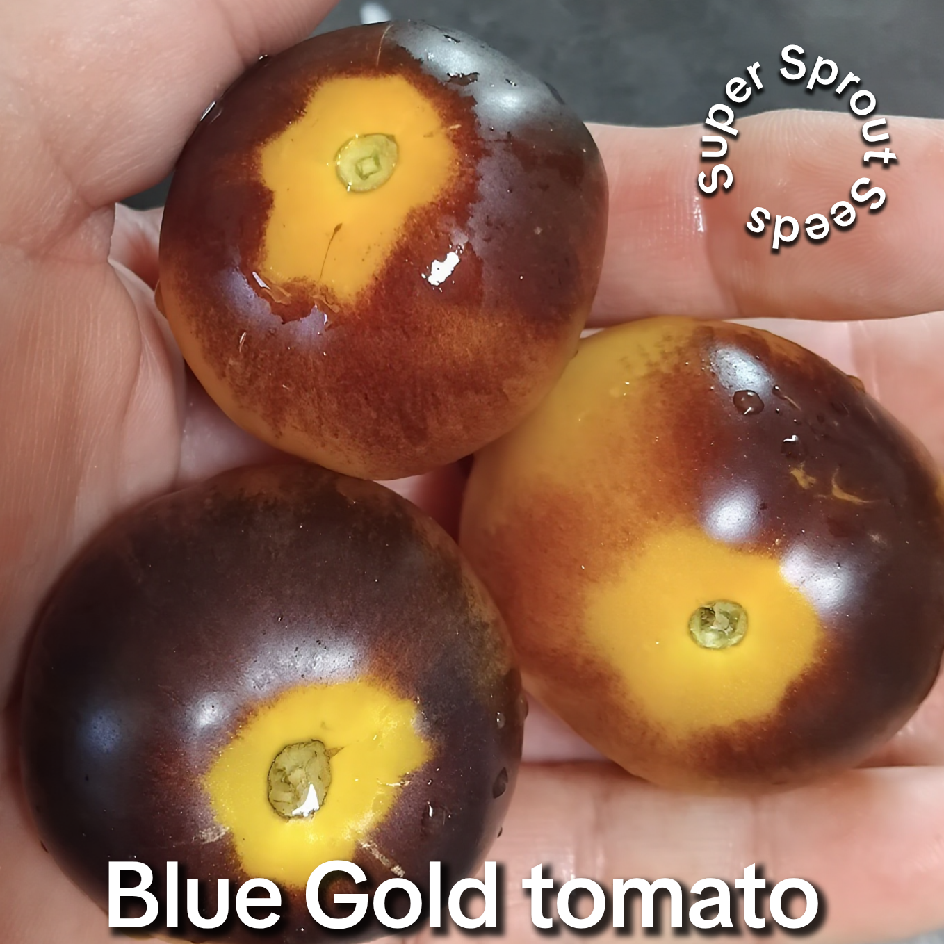 Blue Gold tomato x 10 seeds _1