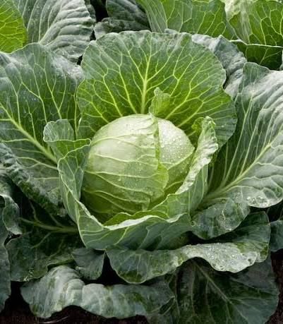 Cabbage_0