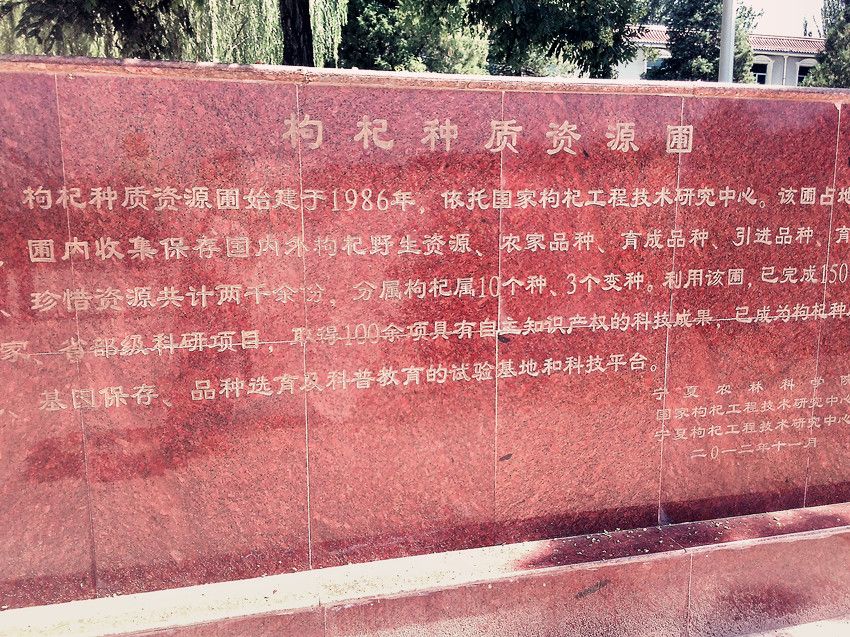 Kuai Tea™ - Ningxia Gojiberries 筷茶™寧夏枸杞 （農科院研究所產）_7