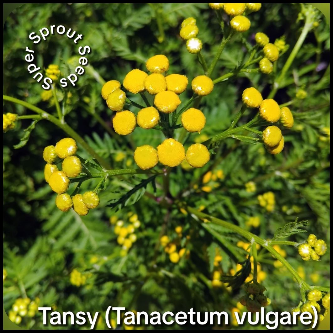BULK Tansy (Tanacetum vulgare) x 1000+ seeds _1