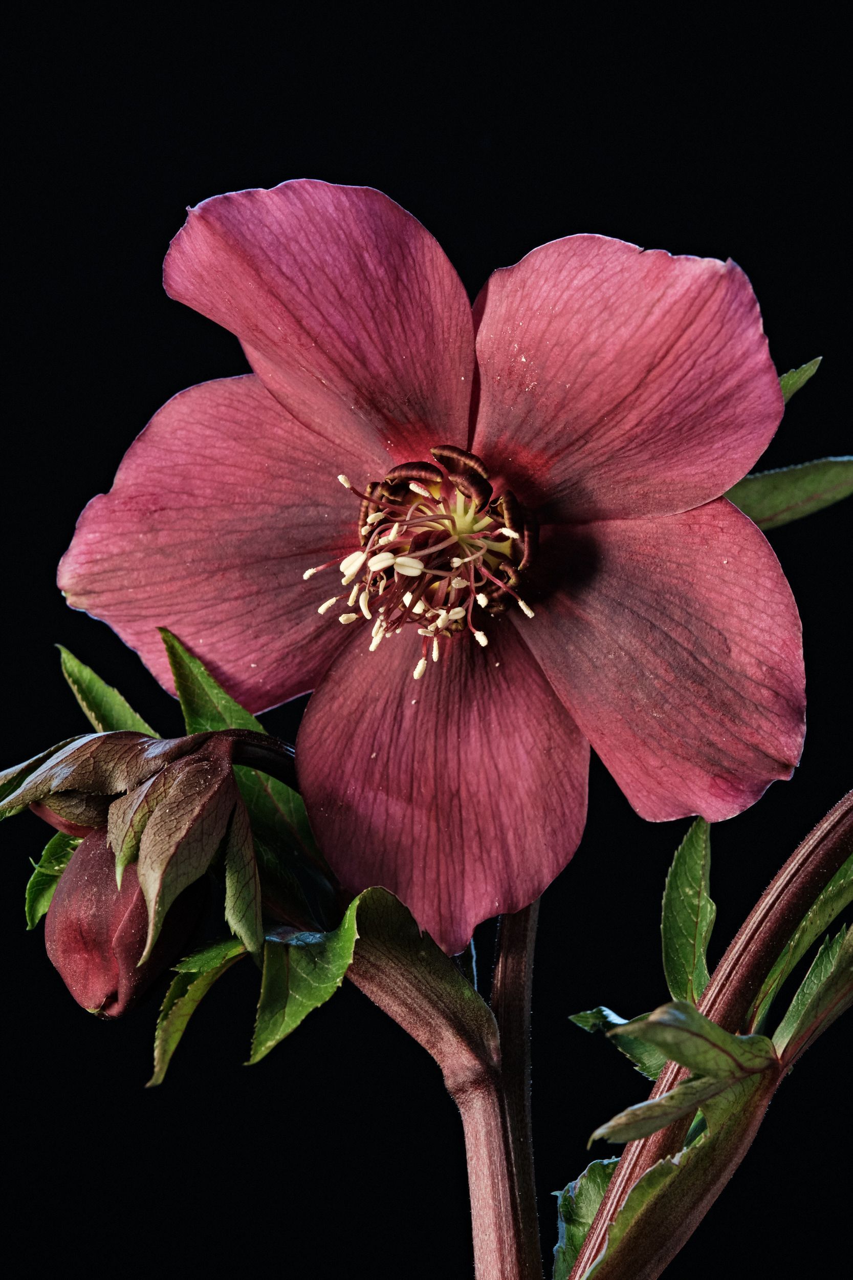 Helleborus Queens Red_1
