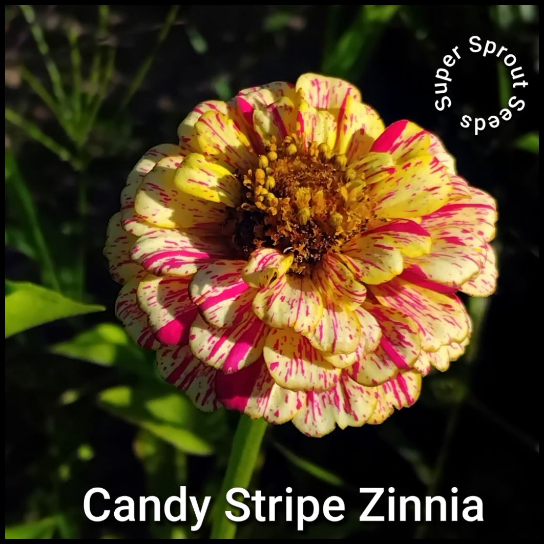 Candy stripe zinnia x 25 seeds _1