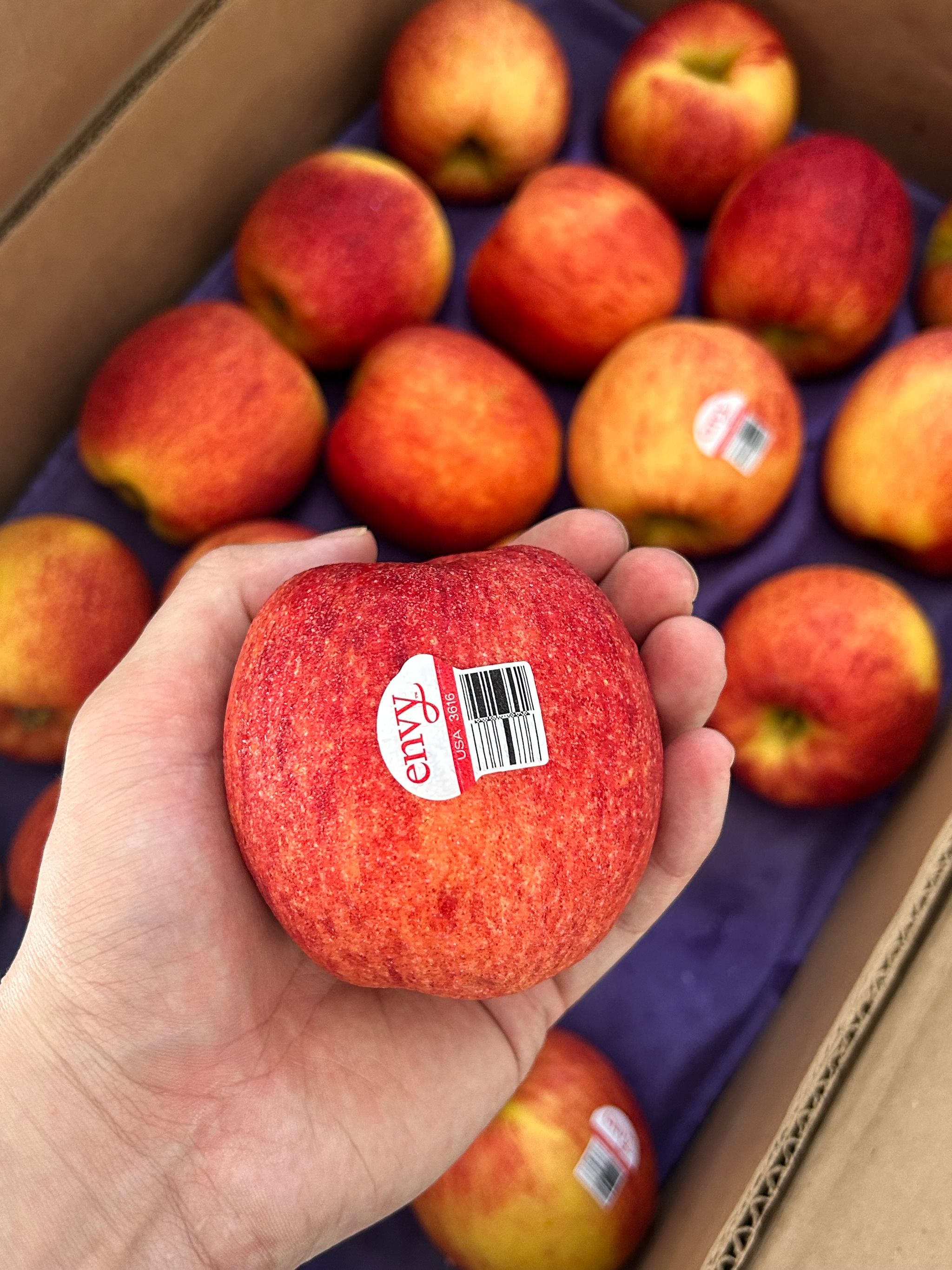 5 x USA Envy Apple L_0