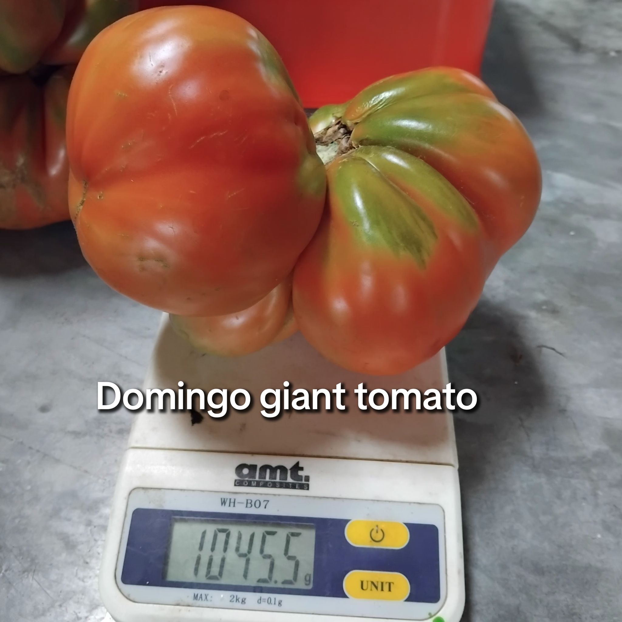 DOMINGO GIANT TOMATO x 10 seeds_1
