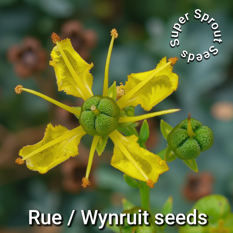 RUE/WYNRUIT x 25 seeds _1