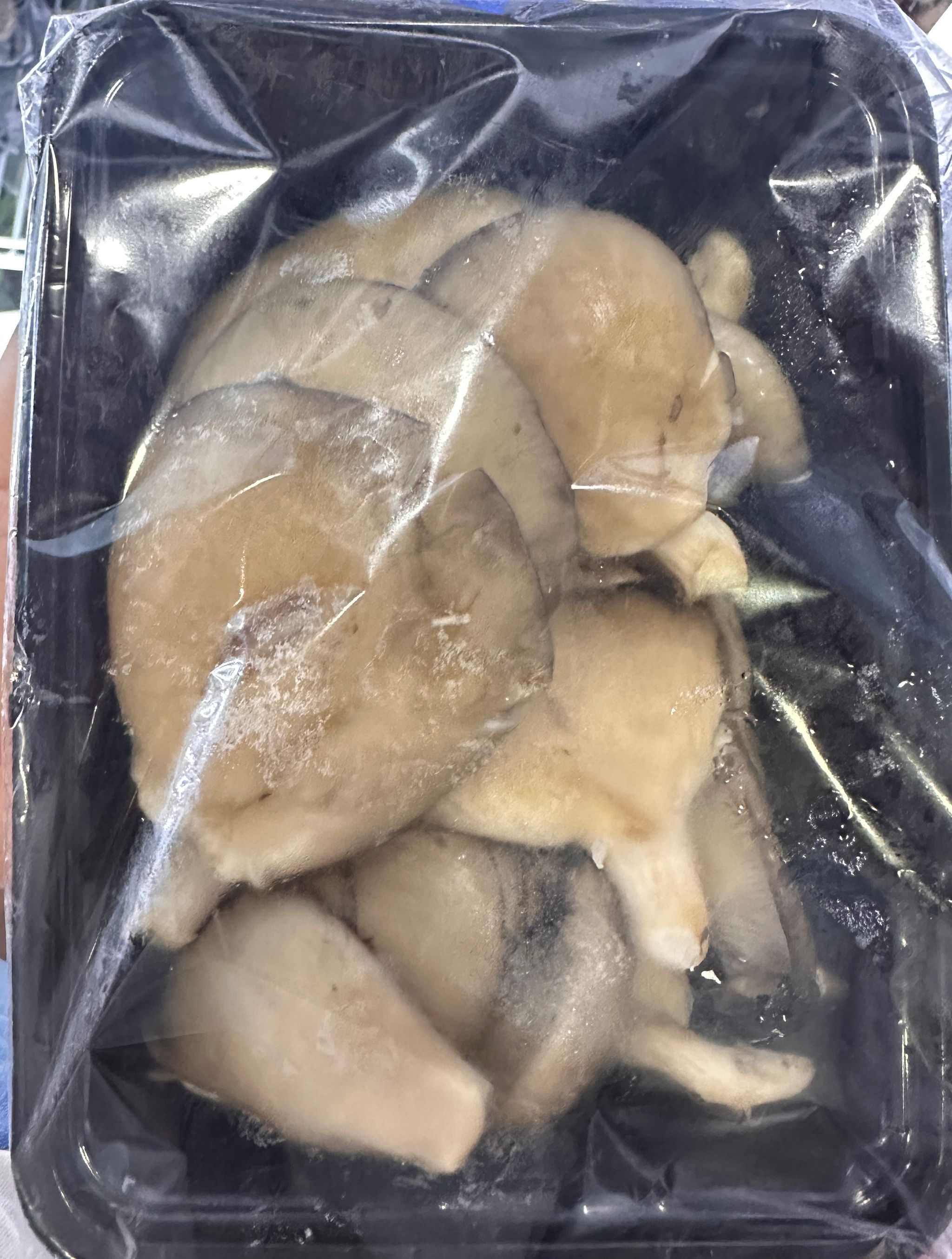 Hongos Ostra (Oyster)_1