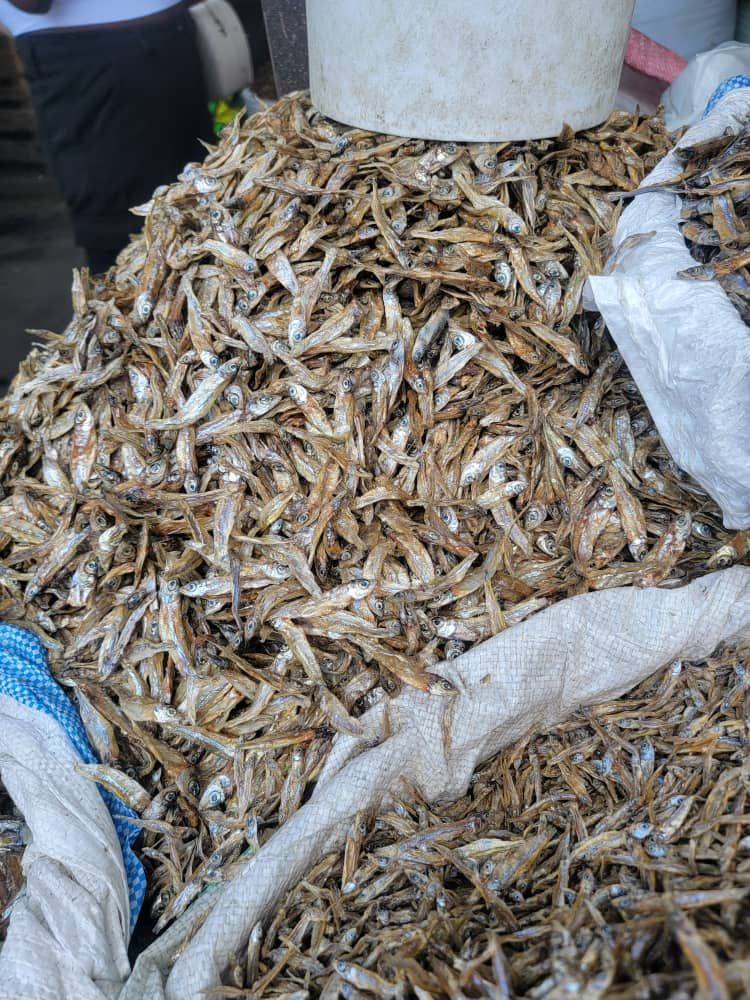 Siavonga Kapenta/Meda _0