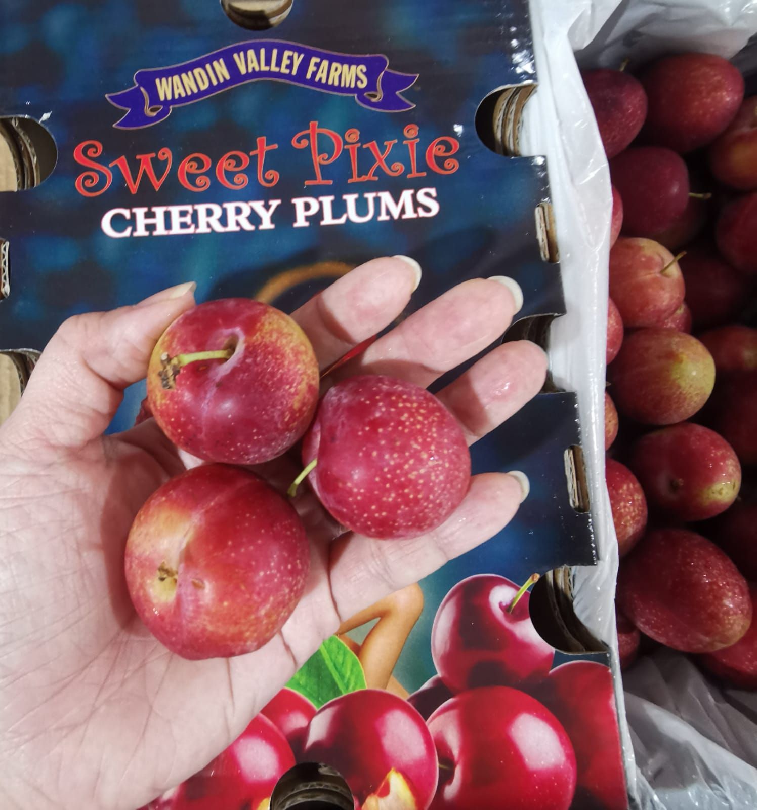 Australia Pixie Cherry Plums_0