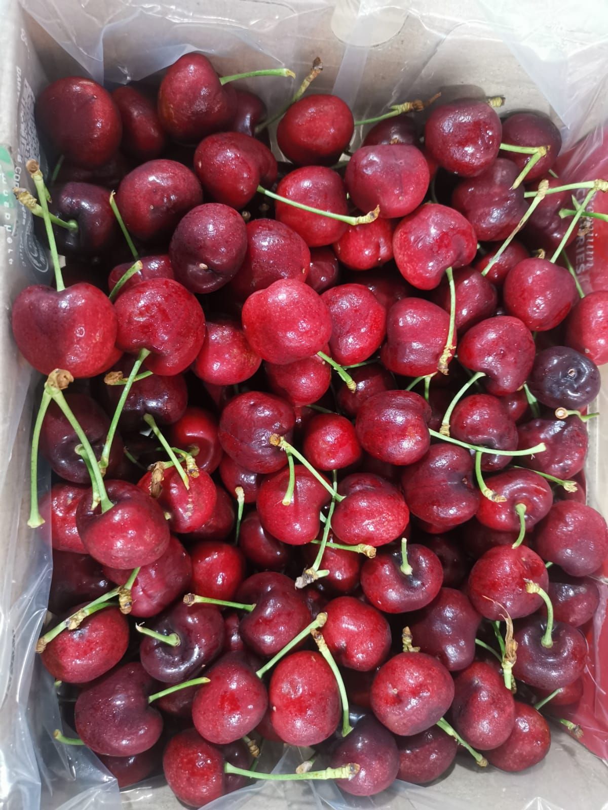 Chile Cherry_0