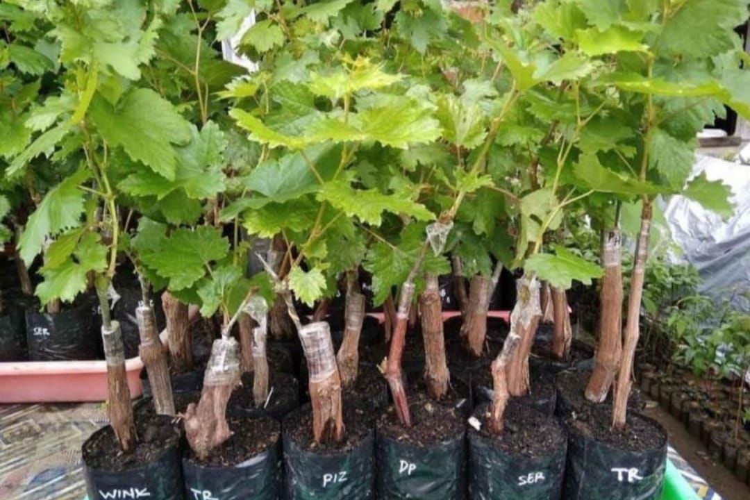 Bibit Anggur Tabulampot 45 cm_0