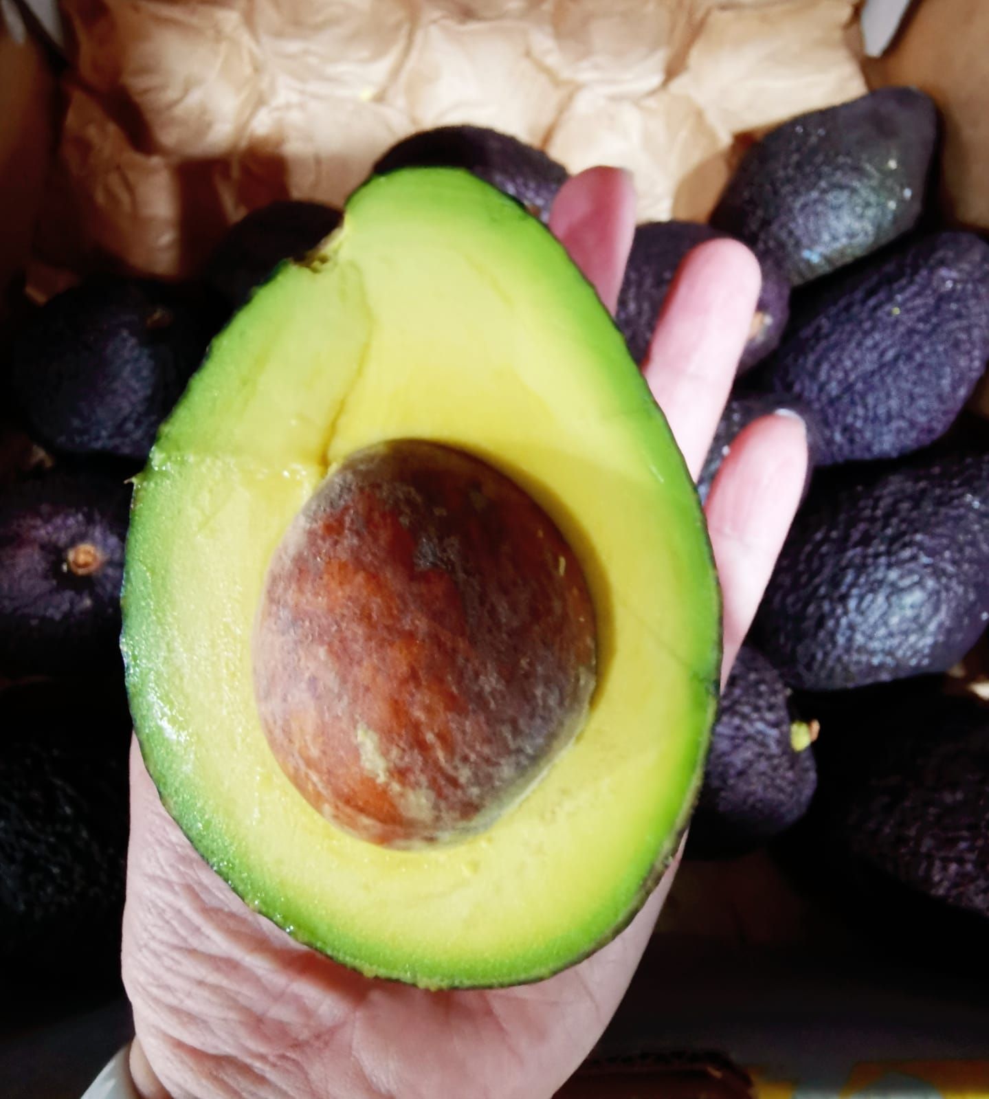 Mexico Jumbo Avocado_1