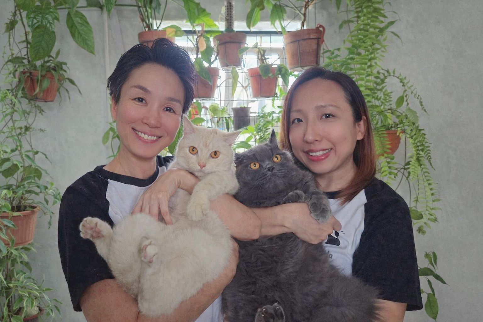  Platinum Resident Cat Memberships _0