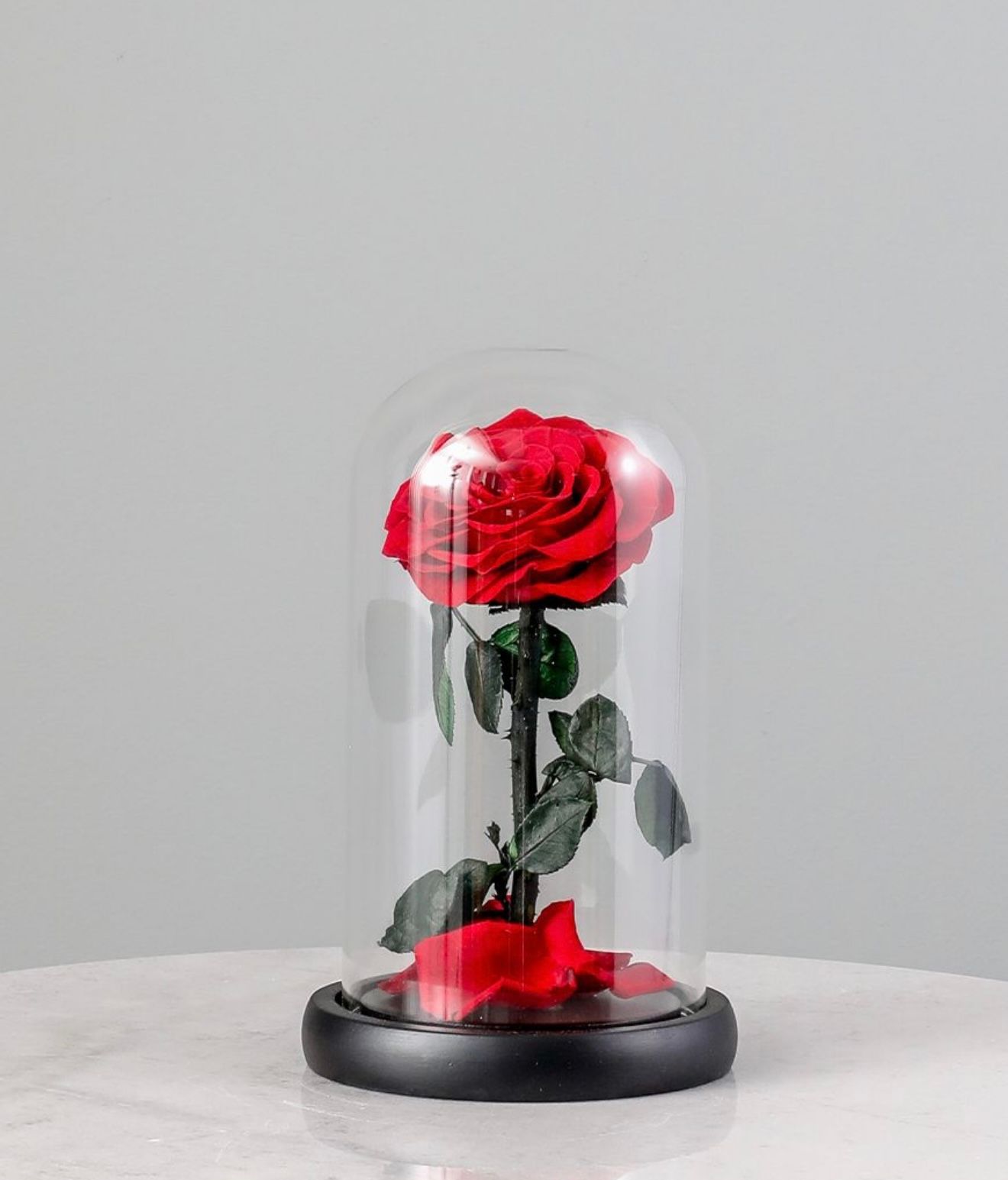 SINGLE LARGE LUXURIOUS ETERNAL ROSE_0